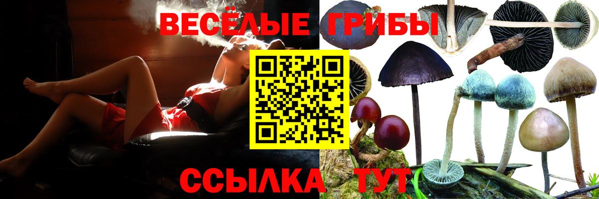 Псилоцибиновые грибы Cubensis Арзамас